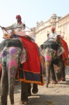 En Jaipur
elefantes, Jaipur, India