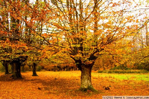 Otoño en Urkiola-La caida de la hoja
Otoño en el Parque Natural de Urkiola-Bizkaia
