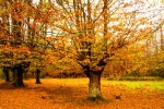 Otoño en Urkiola-La caida de la hoja