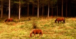 Caballos en el Parque Natural de Urkiola-Bizkaia en Otoño