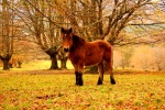 Caballo en el Parque Natural de Urkiola-Bizkaia