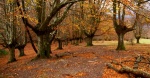 Arboles otoñales-Parque Natural de Urkiola-Bizkaia