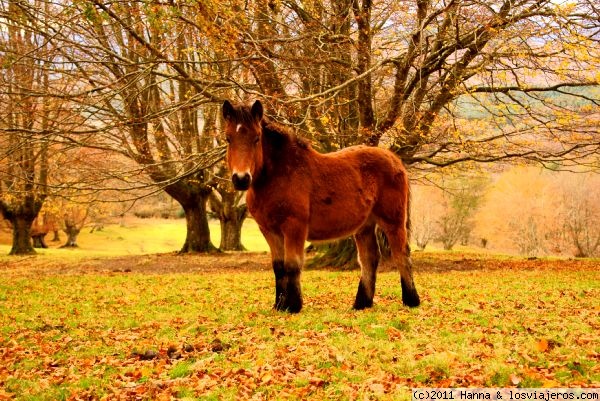 Forum of Vizcaya: Caballo en el Parque Natural de Urkiola-Bizkaia