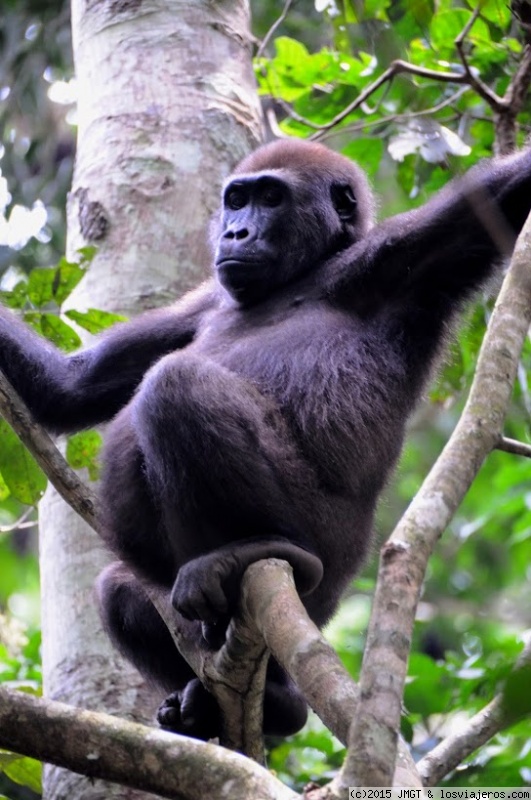 Pigmeos y Gorilas, un paseo por la selva centroafricana