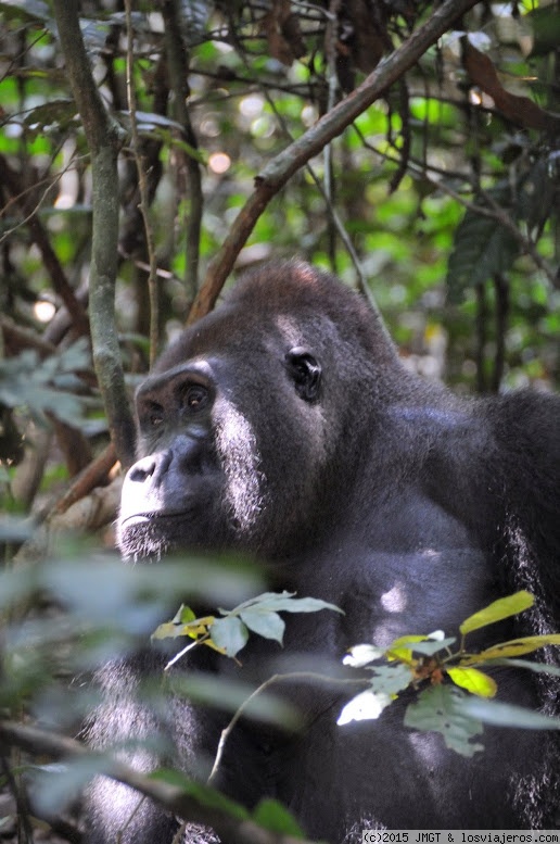 Pigmeos y Gorilas, un paseo por la selva centroafricana