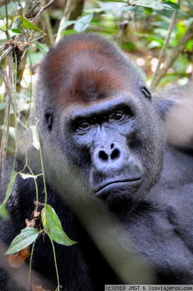 Pigmeos y Gorilas, un paseo por la selva centroafricana