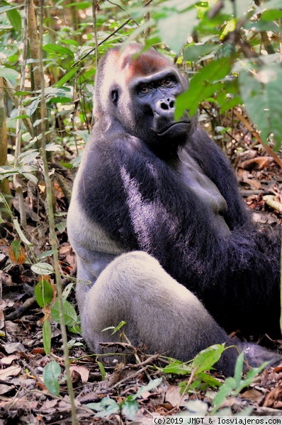 Gorila
Gorila de llanura en el parque de Dzanga Sangha
