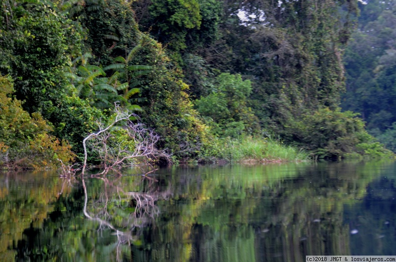 Foro de CONGO en África del Sur: Likouala aux Herbes