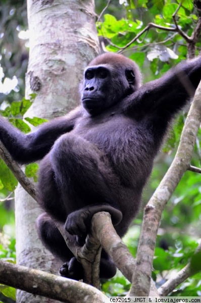 Gorila hembra
Gorila hembra, Dzanga Sangha, republica Centroafricana
