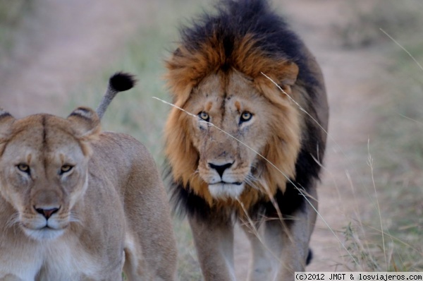 El rey y la reina
Masai Mara
