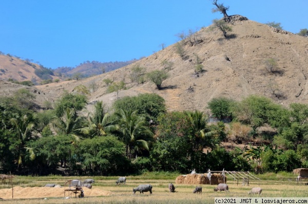 Paisajes de Timor
Paisaje rural de Timor Leste
