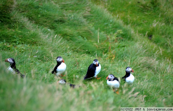 Frailecillos (Puffins)
Puffins en Heimaey island
