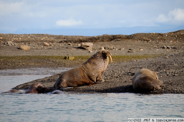 Morsas
Morsas descansando, islas Svalbard
