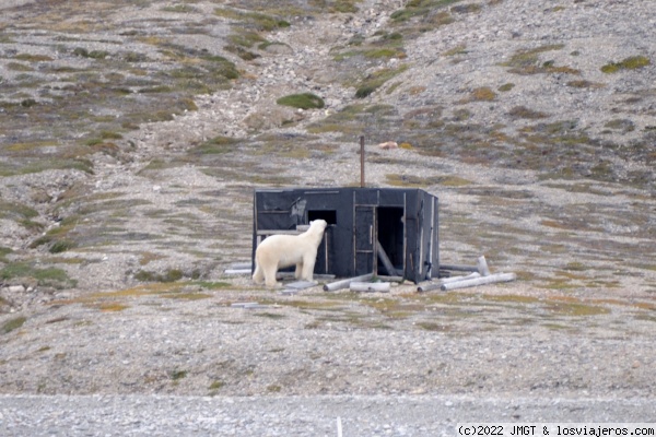 Curioseando
Oso polar curioseando por una cabaña
