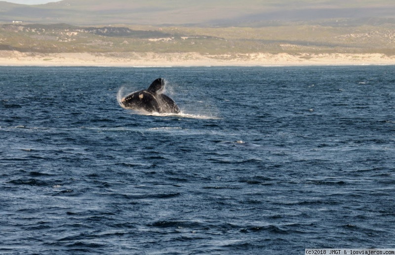 Opiniones Hermanus 2024 en África del Sur: Ballenas