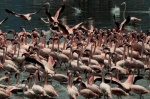 Flamingos a Bogoria Lake