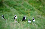 Frailecillos (Puffins)