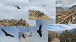 cruz_del_condor_-_valle_de_colca