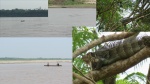 Delfines e iguana en el río Amazonas