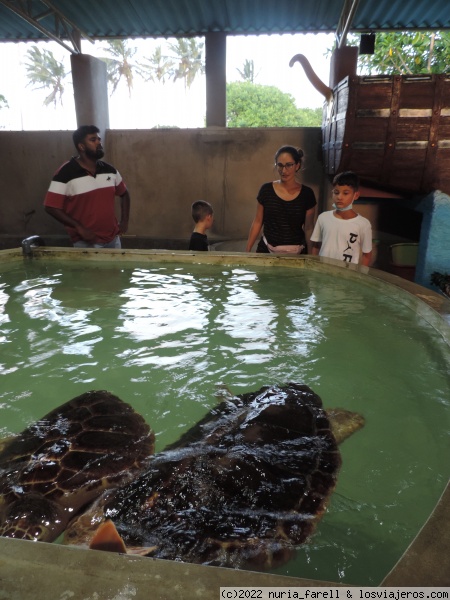 Centro tortugas
Centro de conservación de tortugas marina
