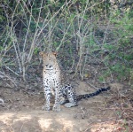 leopardo
leopardo, lago