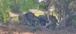 elefantes
elefantes, familia