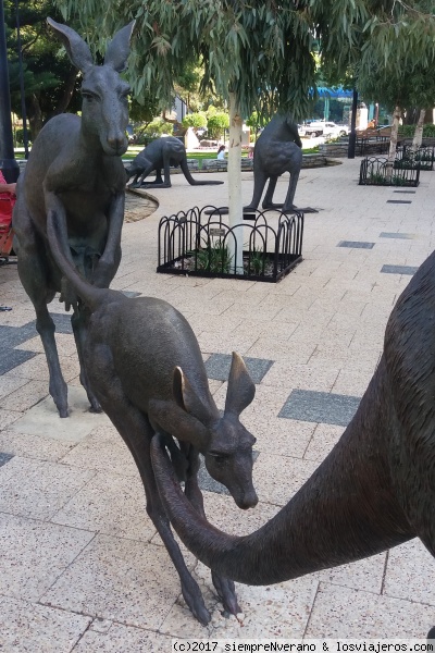 Canguros por doquier, Sterling Square, PERTH
PERTH situada en Australia Occidental, frente al Océano Índico, es la 4a ciudad por población del país y la de más rápido crecimiento. Está considerada como una de las grandes ciudades más aisladas del mundo, pues la más próxima se encuentra a tres horas de vuelo.
