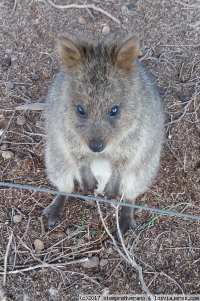 QUOKKA, el animal más feliz del planeta, Isla Rottnest
QUOKKA: marsupial oriundo de la Isla Rottnest, a 15 kms de Fremantle (Perth). Del tamaño de un gato casero se desplaza como un canguro, impulsándose con la cola y sus patas traseras. No escapa de los seres humanos sino le encanta nuestra nuestra compañía, son pacíficos, amistosos y tranquilos.
