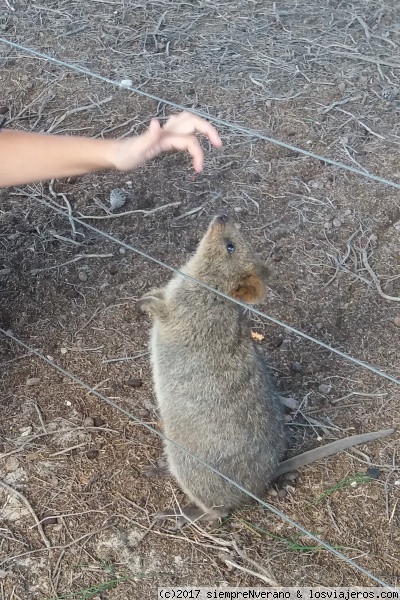 QUOKKA, el animal más feliz del planeta, Isla Rottnest
QUOKKA: marsupial oriundo de la Isla Rottnest, a 15 kms de Fremantle (Perth). Del tamaño de un gato casero se desplaza como un canguro, impulsándose con la cola y sus patas traseras. No escapa de los seres humanos sino le encanta nuestra nuestra compañía, son pacíficos, amistosos y tranquilos.
