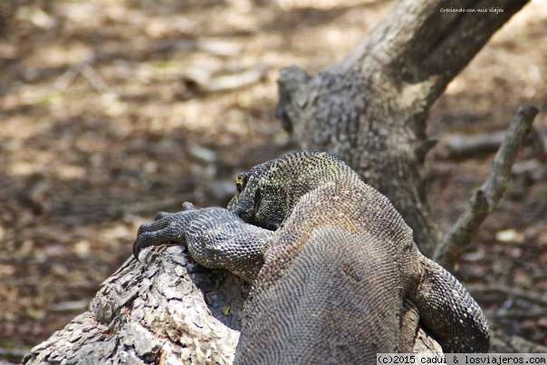 Foro de Komodo: Dragón de Komodo, Indonesia