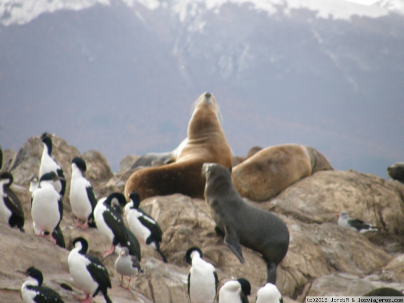 Viajar a  Argentina: Vuelos A Ushuaia Por Fly Bondi - Leones y Pinguinos (Vuelos A Ushuaia Por Fly Bondi)