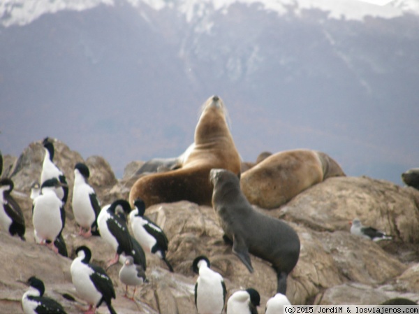 Leones y Pinguinos
Baiha Ushuaia
