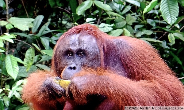 Orangutanes en Tanjun Puting
Ver estos animales en semi libertad es realmente impresionante.
