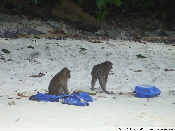 Macacos cacos
Terribles los Macacos de Monkey Beach en Phi Phi
