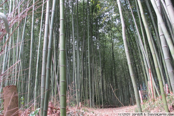 Arashiyama
Bosque de Bambu sinonimo de silencio y tranquilidad
