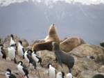 Leones y Pinguinos
Leones, Pinguinos, Baiha, Ushuaia