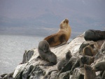 Lobos marinos
Lobos, Bahia, Ushuaia, marinos