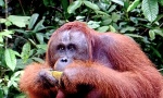 Orangutanes en Tanjun Puting
Orangutanes, Tanjun, Puting, estos, animales, semi, libertad, realmente, impresionante