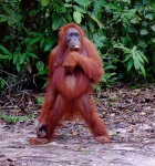 Bailando ¡¡¡¡¡ y que ???
Orangutan,Baile,Borneo