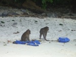 Macacos cacos
Mono,Phiphi,Tailandia,Macaco,Monkey Beach