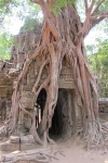 Siem Reap
Siem, Reap, Arboles, Camboya, abrazan, historia