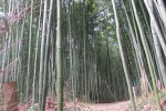 Arashiyama
Arashiyama, Bosque, Bambu, sinonimo, silencio, tranquilidad