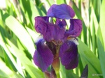 Iris Germanica