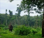 Elefante trabajando en India