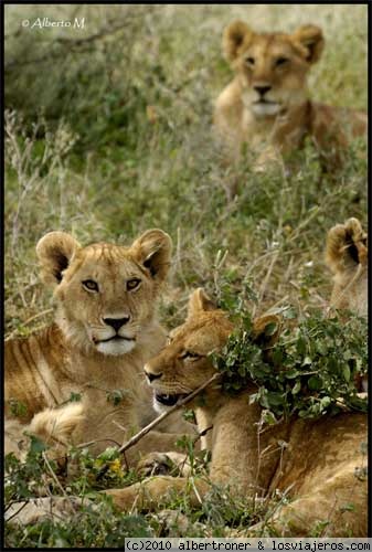 NDUTU 
Ndutu - Área exterior del Parque Nacional del Serengeti
