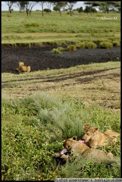 NDUTU
Ndutu - Área exterior del Parque Nacional del Serengeti
