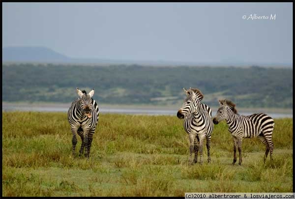 NDUTU
Ndutu - Área exterior del Parque Nacional del Serengeti
