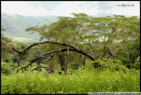 NGORONGORO
Cráter del Ngorongoro (Febrero 2010)
