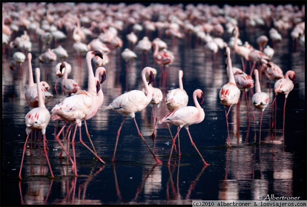 NAKURU
Lago Nakuru (septiembre 2008)
