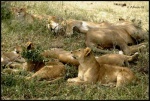 NDUTU 
NDUTU, Ndutu, Parque, Nacional, Serengeti, exterior